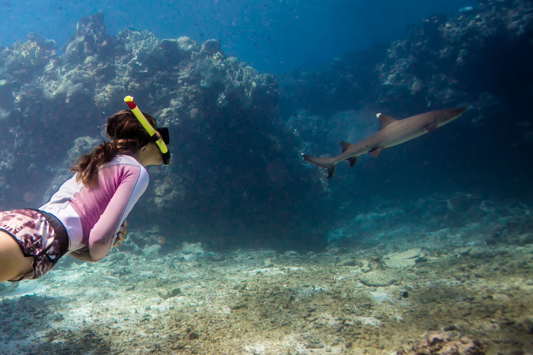 63f712bb35108_334_blue-lagoon-shark-dive-41-3
