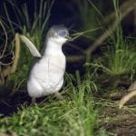 A little penguin stands in lush green grass under the night sky at the famed Phillip Island Penguin Parade, a top Melbourne attraction.