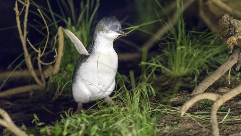 A little penguin stands on lush green grass at night, similar to the Phillip Island Penguin Parade Koalas and Penguins Plus Viewing.