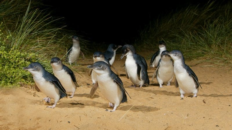 Little penguins waddle across sandy terrain at night during the 1 Day Phillip Island Penguin Parade Koalas General Viewing tour.