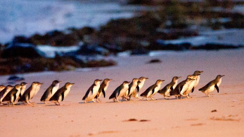 Experience the Phillip Island Penguin Parade at dusk—watch little penguins waddle and see koalas with exclusive Penguins Plus viewing.