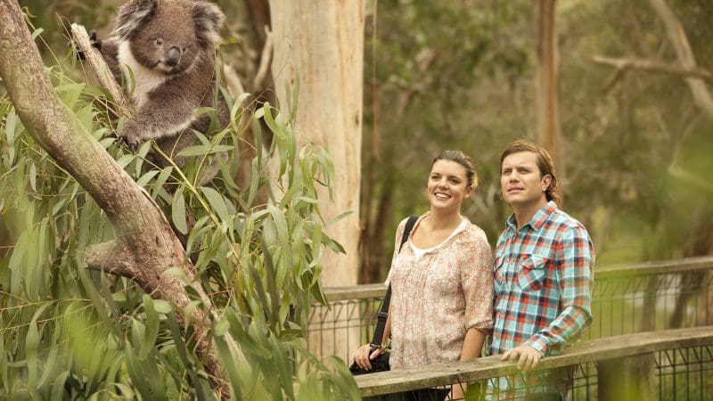 Happy couple at wildlife park observing koala in eucalyptus tree during 1 Day Phillip Island Penguin Parade tour experience.