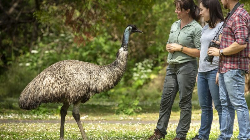 Three travellers observe an emu on green grass during a 3-Day Great Ocean Road and Grampians Explorer tour from Melbourne.