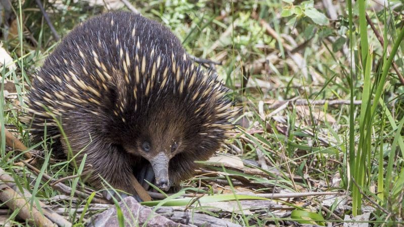 Echidna with sharp spines explores grassy, leafy terrain on the 3 Day Great Ocean Road Grampians Explorer tour in Australia.