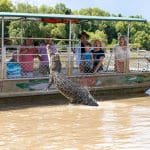 Powerful crocodile leaps from river beside captivated tourists’ boat on top-rated Half Day Jumping Crocodile Tour from Darwin.