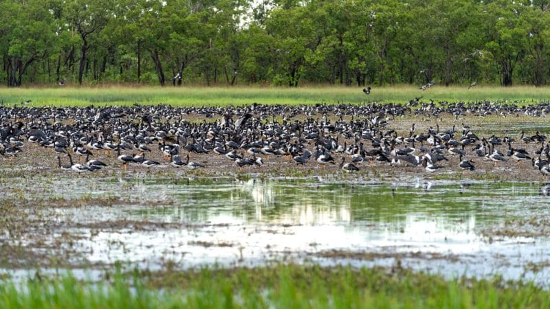 A vibrant flock of wetland birds gather during the Half Day Jumping Crocodile Tour from Darwin, showcasing stunning Northern Territory wildlife.