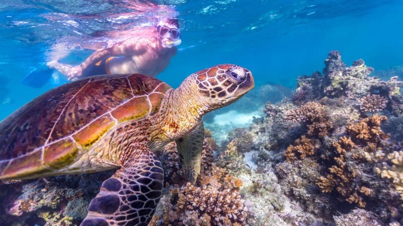 Snorkeller follows sea turtle above vibrant coral reef on a Perth to Exmouth 7-day Ningaloo Reef tour, showcasing marine adventure.