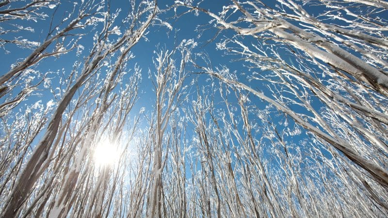 Snow-covered bare trees glisten in sunlight on a Lake Mountain Snow Waterfalls tour, Melbourne’s top-rated winter day trip experience.
