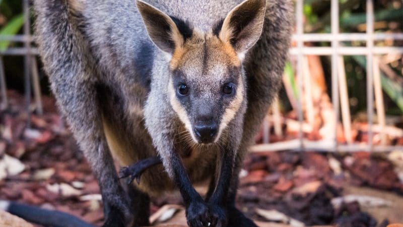 Wallaby on rocky terrain at Blue Mountains Wildlife Park, 1-day tour; wire fence and lush greenery in the background.