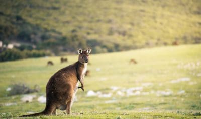 64237bb99a298_8473_kangaroo-stokes-bay-kangaroo-island-ben-goode