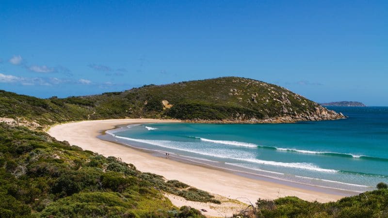 Explore a stunning curved sandy beach with crystal-clear turquoise waves, lush green hills, and bright sunshine—ideal for your Penguin Parade Half-Day Tour.