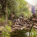 Travellers embark on a Kakadu Family Tour in Katherine and Litchfield, trekking through lush rainforest towards a scenic waterfall view.