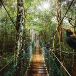 Suspension bridge at O'Reilly's Lamington National Park near Gold Coast with a striking black and yellow bird perched on the rail.
