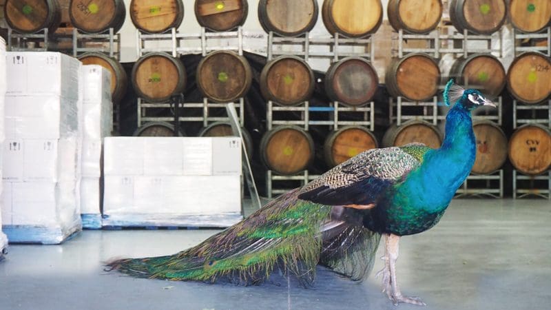 Vibrant peacock stands on warehouse floor at O'Reilly's Lamington National Park, Gold Coast, with stacked wine barrels behind.