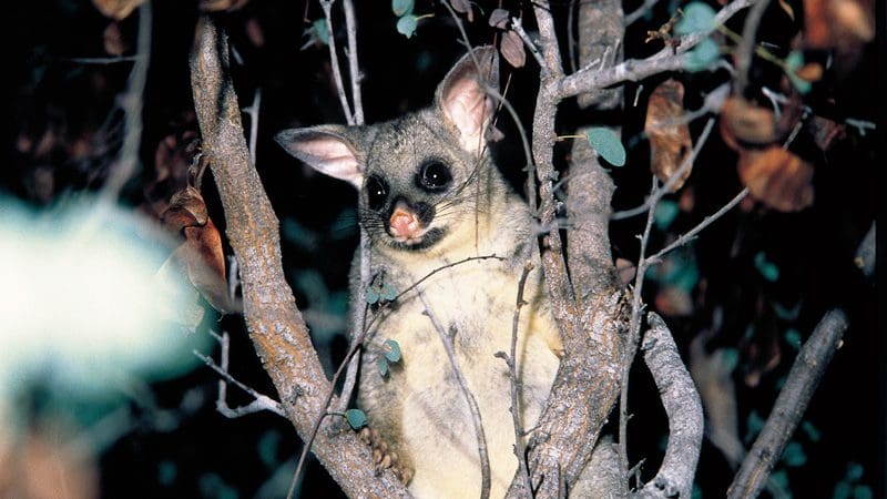 A possum with prominent ears and dark eyes perched in a tree, resembling the wildlife seen on Gold Coast’s Natural Bridge Glow Worm Night Tour.