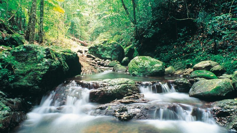 Experience a picturesque waterfall cascading over vibrant moss-covered rocks in the lush rainforest of the Natural Bridge Glow Worm Night Tour near Gold Coast.