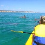Adventurer in a yellow sea kayak with life jacket observes wild dolphins swimming along the scenic Noosa coastline, Queensland, Australia.