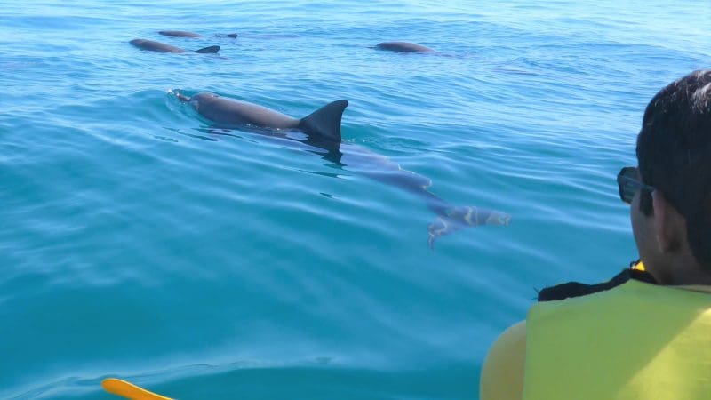 Kayaker paddling by playful dolphins in crystal-clear Noosa sea, exclusive 4x4 beach tour adventure in unspoilt Queensland scenery.