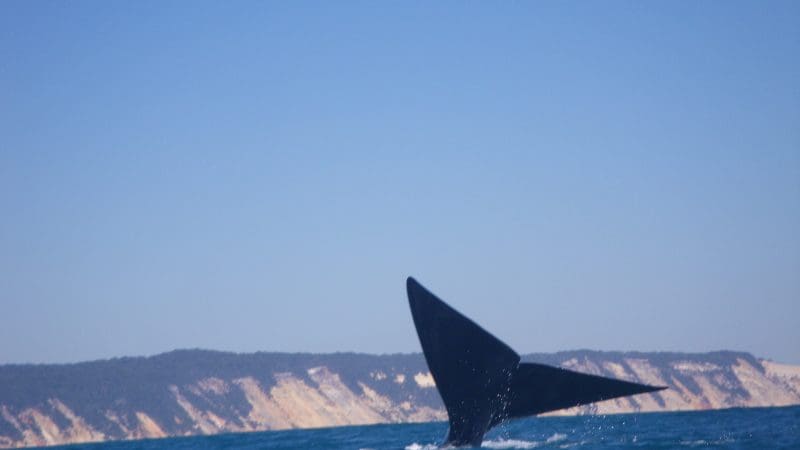 Majestic whale tail fin rises from sparkling ocean by scenic cliffs under blue sky, ideal for unforgettable Noosa 4x4 tour adventure.