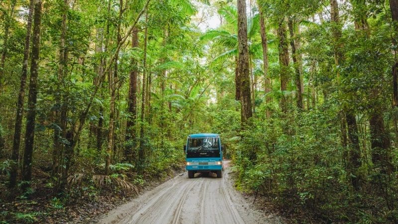 A vibrant blue Kgari 5 Day Ultimate tour bus travels down a sandy road, framed by dense, lush green forest and towering trees.