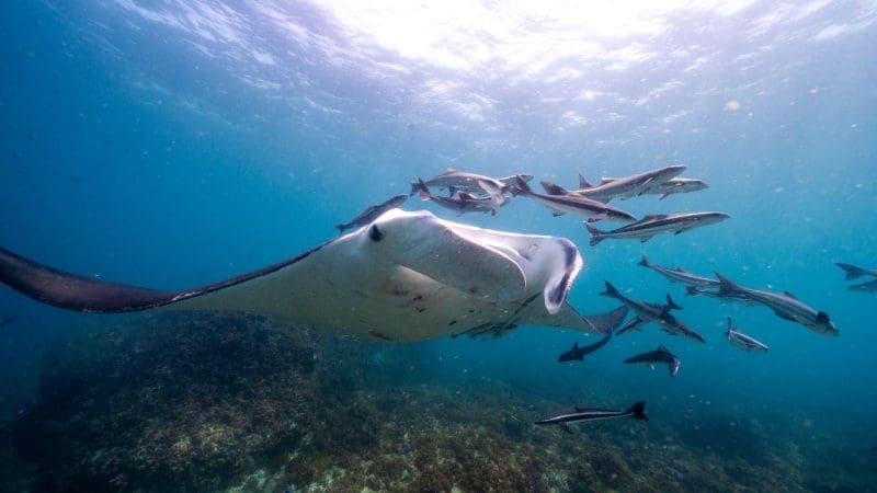 Majestic manta ray soars over rocky seabed in crystal-clear waters at Julian Rocks, a top-rated snorkelling tour destination.