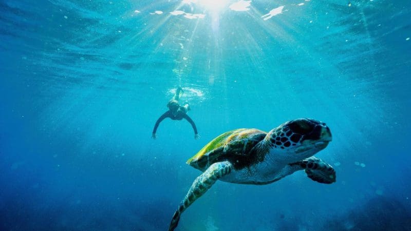 Swimmer on Julian Rocks snorkelling tour follows sea turtle underwater as sunlight beams through clear blue ocean, vibrant marine life visible.