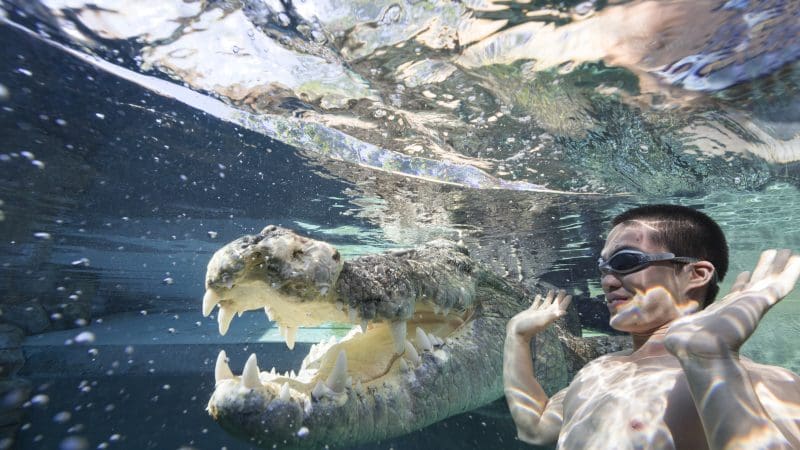 A boy wearing swimming goggles swims underwater close to a crocodile, both seen clearly in the transparent Cage of Death experience attraction.
