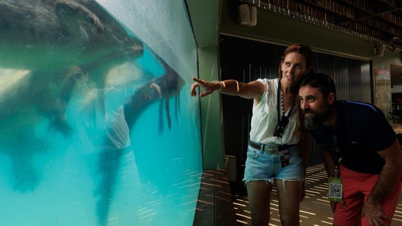 A woman points at an otter swimming in a spacious aquarium, whilst a Croc N History Explorer beside her observes the animal intently.