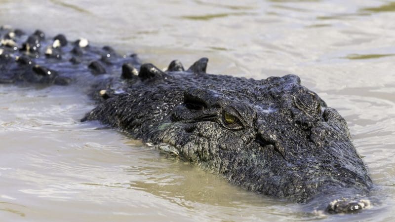Experience the thrill of a Litchfield National Park crocodile cruise with a detailed close-up of a crocodile lurking in murky water.