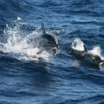 Experience the thrill of seeing two dolphins leaping and swimming on a Port Stephens Dolphin Watching Colourful Collective Travel tour.