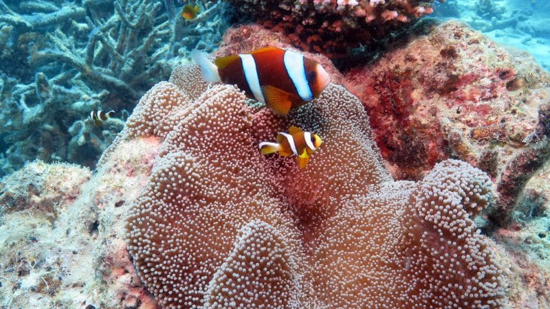 Vibrant clownfish glide near colourful sea anemone and coral at a Great Barrier Reef Activity Platform, showcasing marine biodiversity.