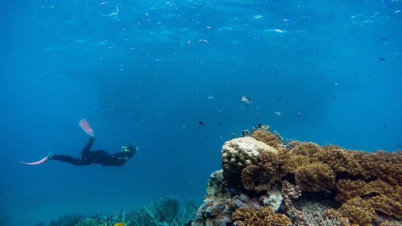 Snorkeller explores colourful coral reef by 2-in-1 Green Island Outer Barrier Reef Activity Platform in crystal-clear turquoise water.