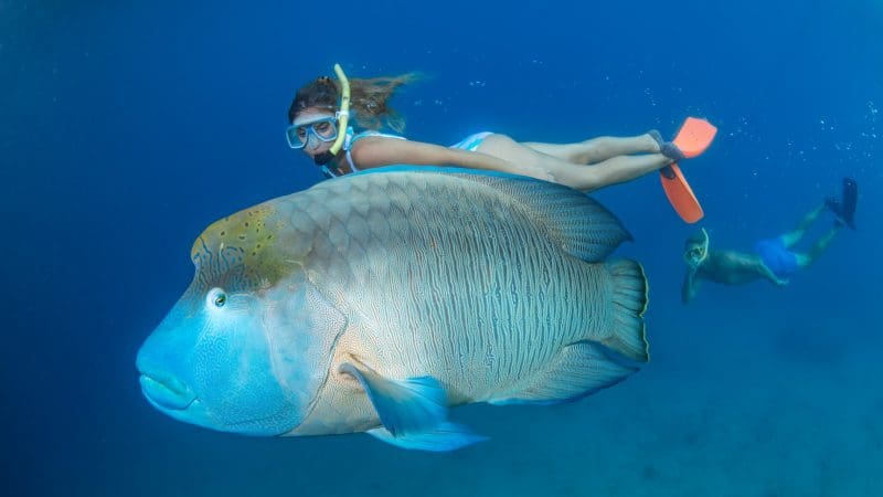 Snorkeller follows massive Napoleon wrasse near Great Barrier Reef Activity Platform in crystal-clear blue waters teeming with marine life.