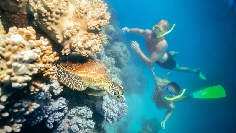Snorkellers explore vibrant coral reefs and swim with a sea turtle in crystal-clear waters after easy Green Island Transfers.