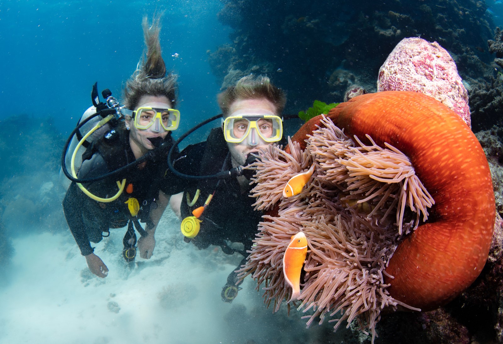 Scuba divers observe colourful clownfish in sea anemones on the Silverswift Outer Barrier Reef Snorkel and Dive Cruise, Great Barrier Reef.