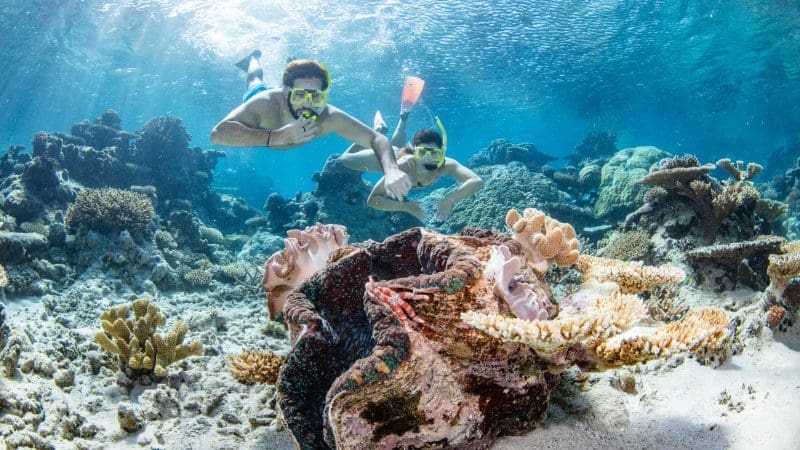 Snorkellers swimming above vibrant coral reefs and a giant clam on the Silverswift Outer Barrier Reef Snorkel and Dive Cruise.