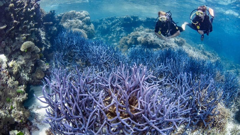 Scuba divers discover colourful coral reefs teeming with marine life on a Silverswift Outer Barrier Reef snorkel and dive cruise.