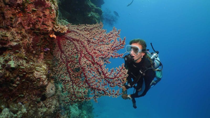 Silversonic Dive Snorkel scuba diver explores vibrant underwater reef teeming with marine life beside a striking red sea fan coral.