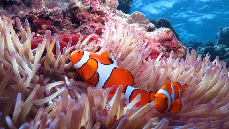 Experience the vibrant Great Barrier Reef as two clownfish swim through colourful sea anemone, ideal for Silversonic Dive Snorkel tours.
