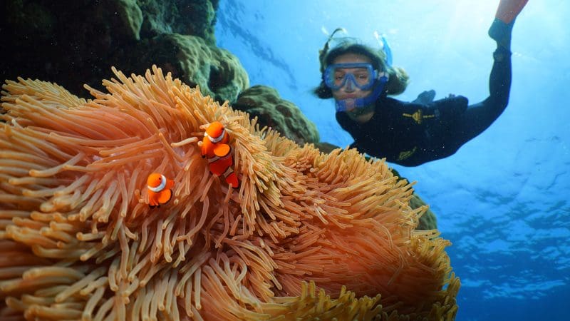 Experience vibrant underwater adventure with Silversonic Dive Snorkel, watching lively clownfish by colourful sea anemones in crystal waters.