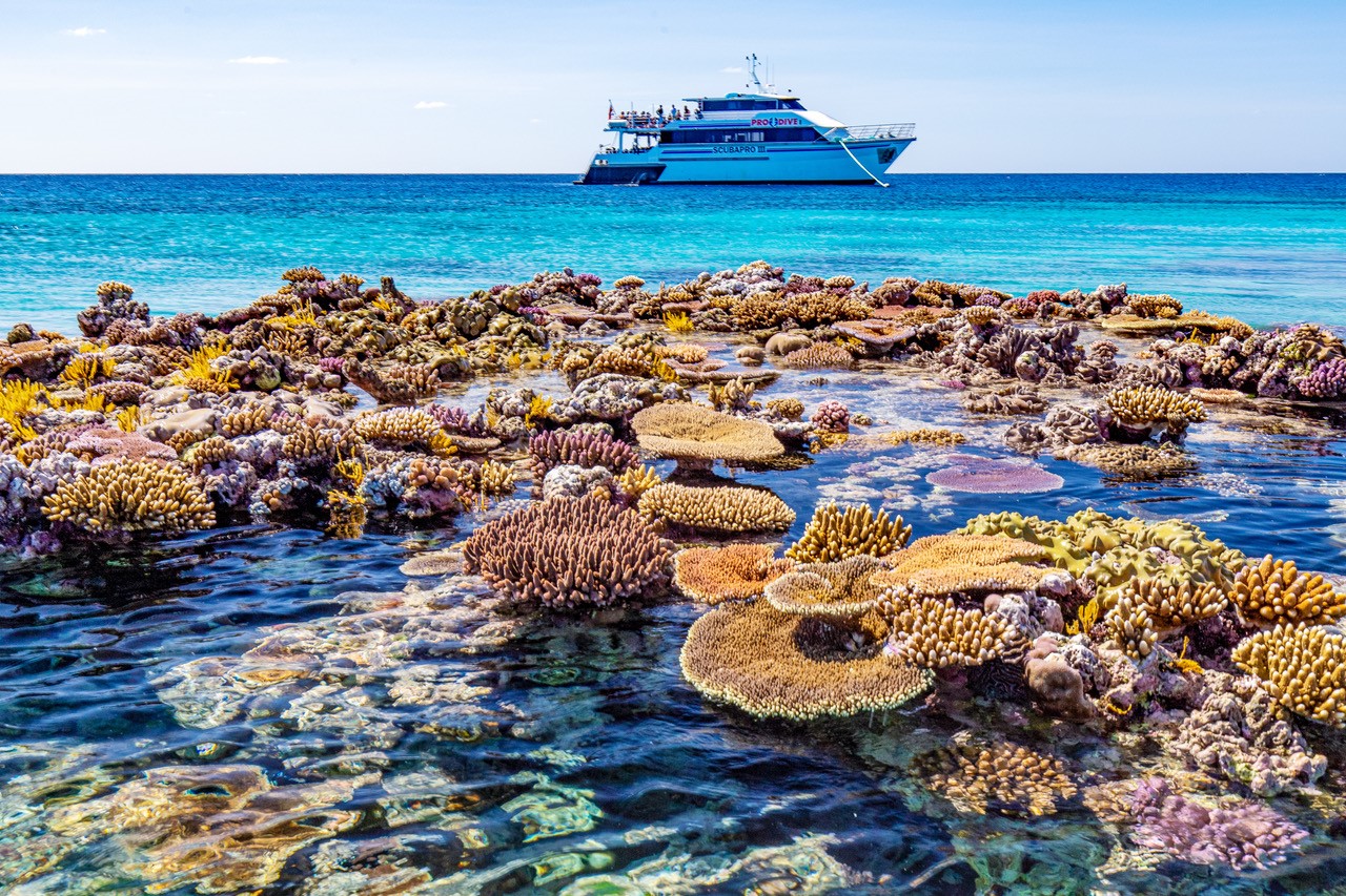 Vibrant Great Barrier Reef coral in crystal-clear water with a luxury tour boat from the 3 Day 2 Night Snorkelling Tour in the background.