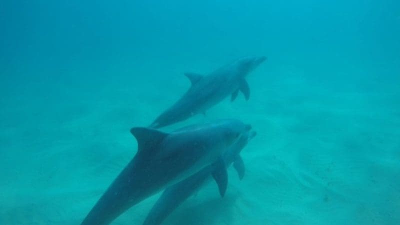 Three dolphins gracefully swimming underwater in crystal-clear blue sea, spotted on a guided kayaking tour for marine wildlife enthusiasts.
