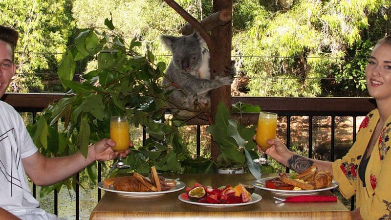 Two people enjoy outdoor dining at Hartleys Koala Breakfast, clinking orange drinks with a koala visible in the tree behind them.