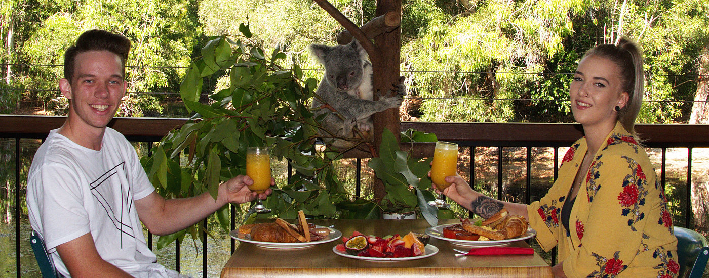 Two people enjoy outdoor dining at Hartleys Koala Breakfast, clinking orange drinks with a koala visible in the tree behind them.