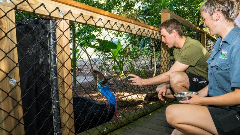 Two people crouch beside a fence, engaging with a cassowary on a Private Exclusive Daintree Mossman Tour in lush rainforest surroundings.