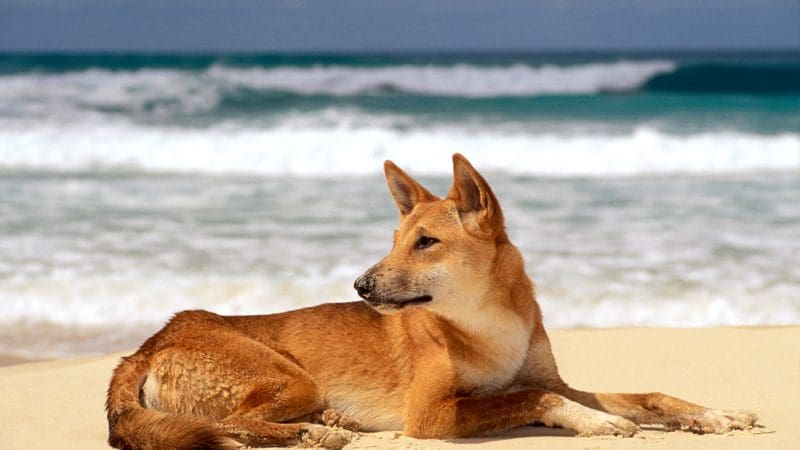 Wild dingo resting on sunlit K'gari beach, Noosa day tour, with crashing ocean waves and scenic shoreline in the background.
