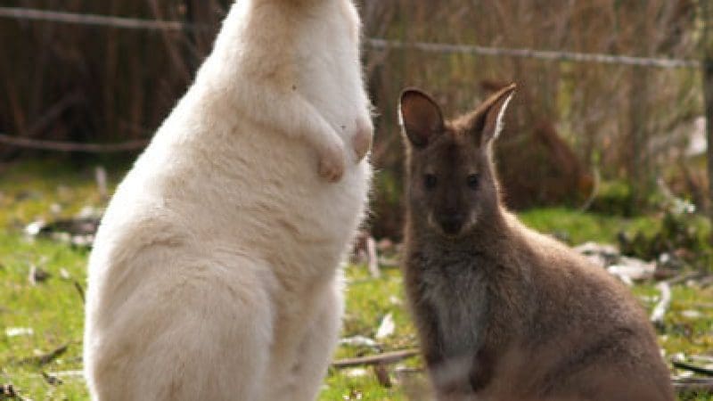 White and brown kangaroos stand on lush grass, iconic wildlife to spot during Bruny Island Food Sightseeing and Lighthouse tours.