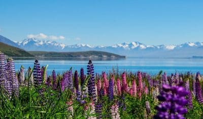 Vibrant purple and pink lupins flourish by Lake Tekapo, New Zealand, with majestic Mt Cook in the background beneath a blue sky.