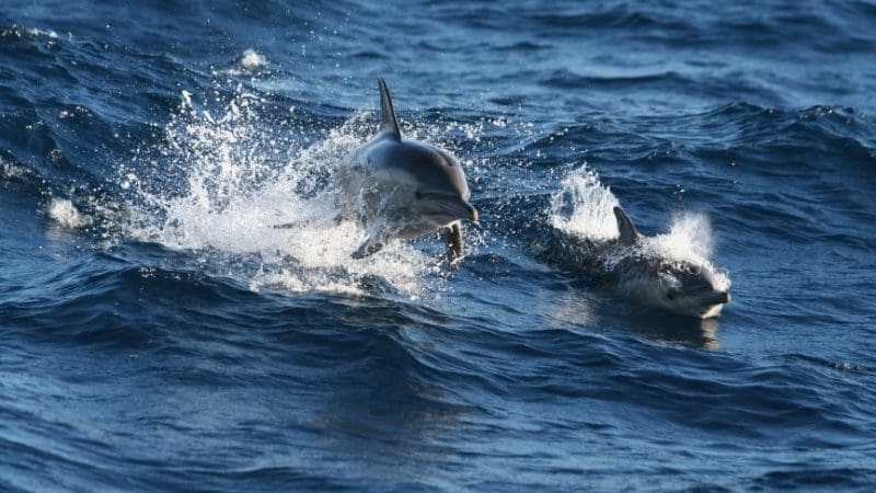 Experience two playful dolphins leaping through vibrant blue waves on a 1 Day Port Stephens Dolphin Watching tour, Colourful Collective Travel.