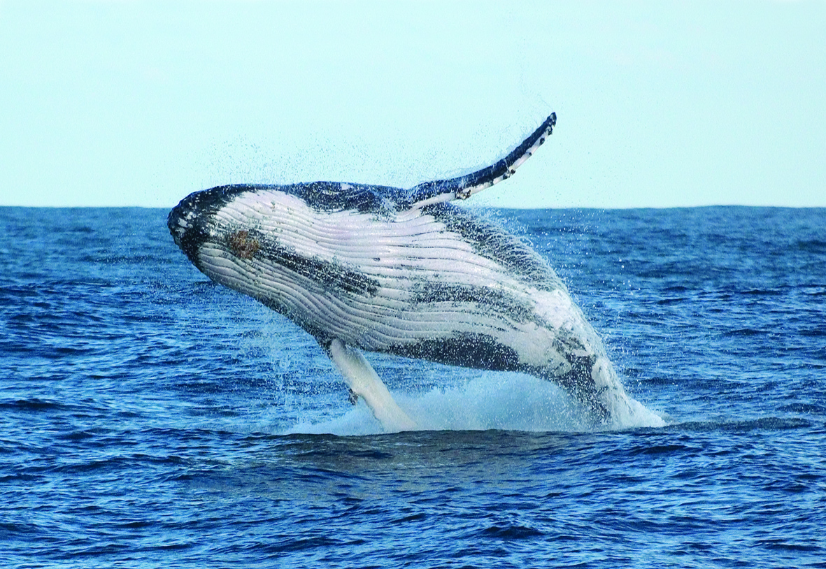 Experience an awe-inspiring humpback whale breaching during a 1 Day Whale Watching Tour with Colourful Collective Travel at Port Stephens.